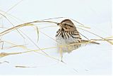 Song Sparrow